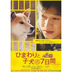 向日葵与幼犬的7天 日本经典感人泪下的狗狗电影 DVD收藏版